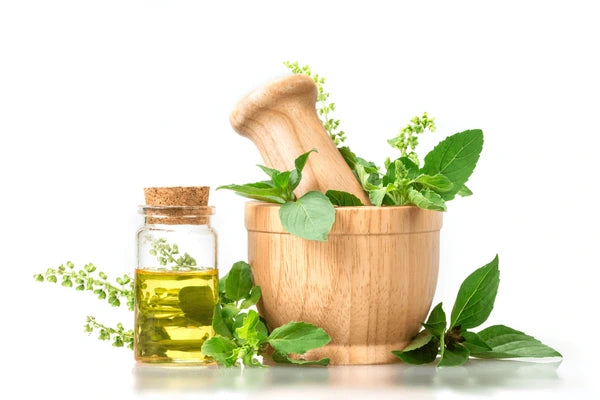 Benefits of Basil Oil
