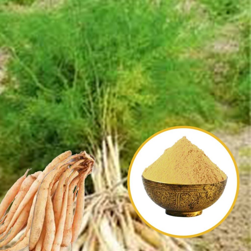 What is Satawari   or Asparagus racemosus dry extract?