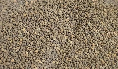 What is Khursani Ajwain or Trachyspermum ammi?
