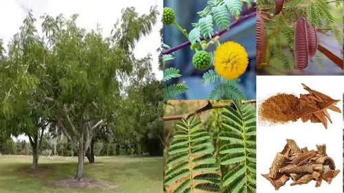 What is Khadeer or Acacia catechu?