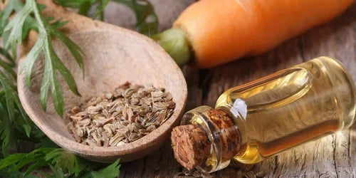 Benefits of Carrot Seed Oil
