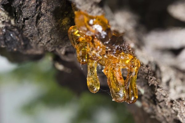 What is Copaiba Oil?