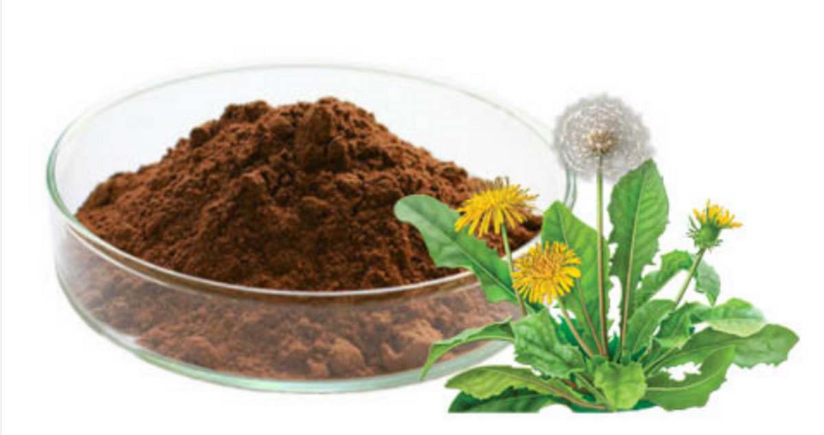 Benefits of Dandelion dry extract