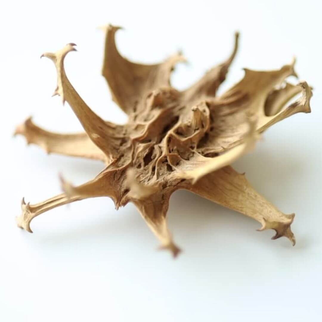 What is devil's claw?