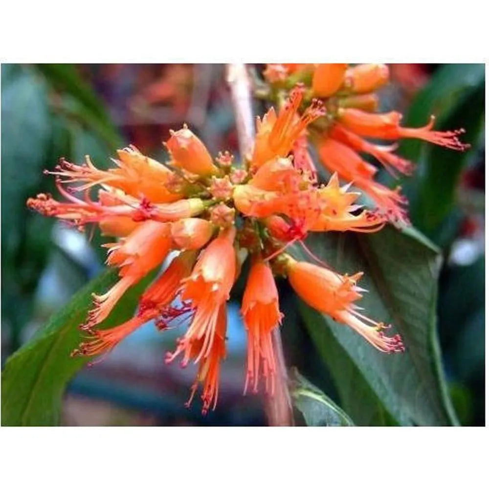 What is Majuphal or Woodfordia fruticosa?