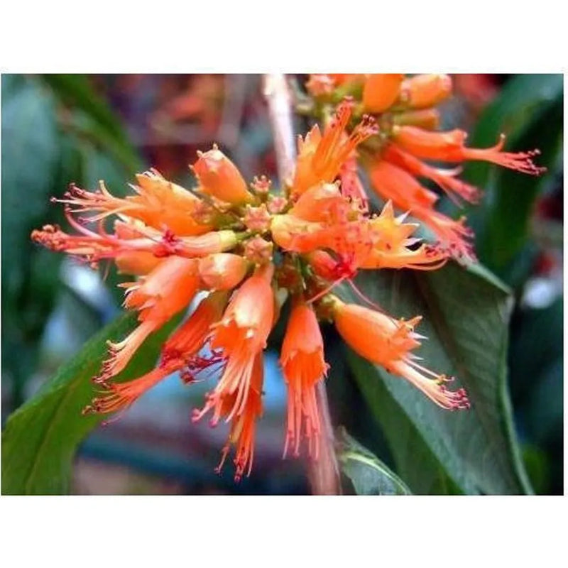 What is Majuphal or Woodfordia fruticosa?