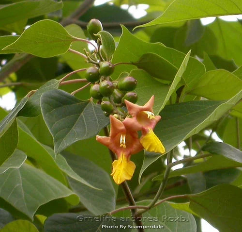 Benefits of Gambhari Dry Extract