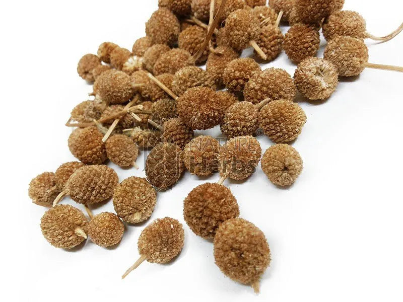 What is Gorakhmundi dry extract?
