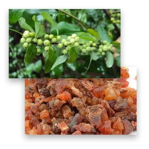 Benefits of Guggal (Commiphora mukul)
