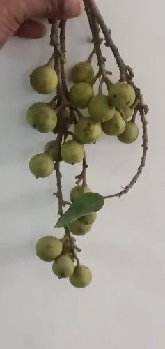 What is Gular pan (Ficus racemosa)?