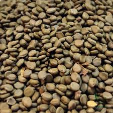 What is Kasaundi seed?