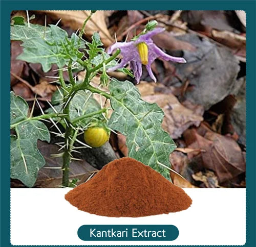 What is Kantkari or Solanum xanthocarpum?